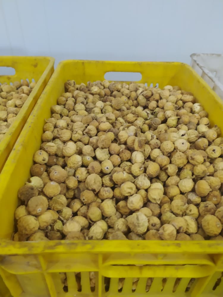 تصویر 1 از عرضه و تامین انجیرهای خشک ارگانیک فارس + قیمت مناسب